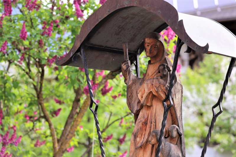 Barwies – 150jährige Fichte wird Maibaum