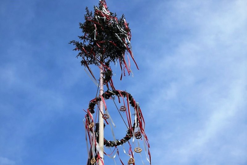 Barwies – 150jährige Fichte wird Maibaum