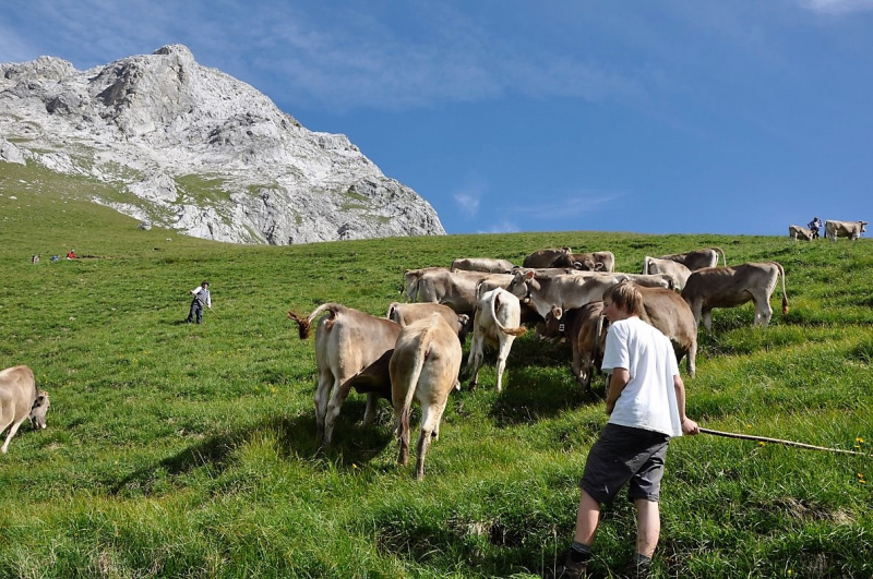 Hochfeldernalm im Juli 2013 – Viehauftrieb ins Felderer Tal