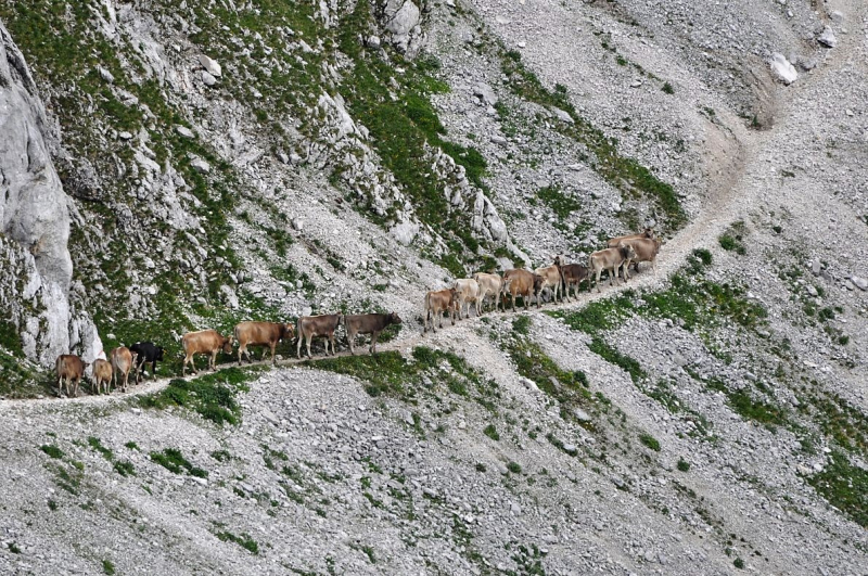 Hochfeldernalm im Juli 2013 – Viehauftrieb ins Felderer Tal