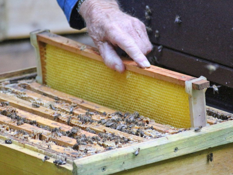 Honig aus dem Mieminger Almenland