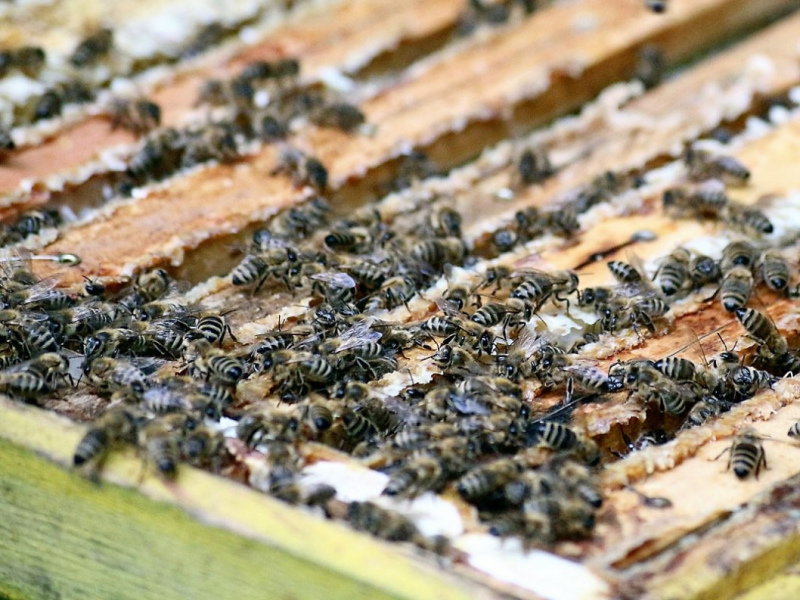 Honig aus dem Mieminger Almenland