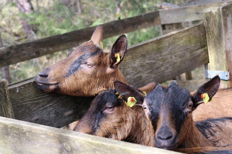 Obermieming – Schafbad schützt Schafe und Ziegen