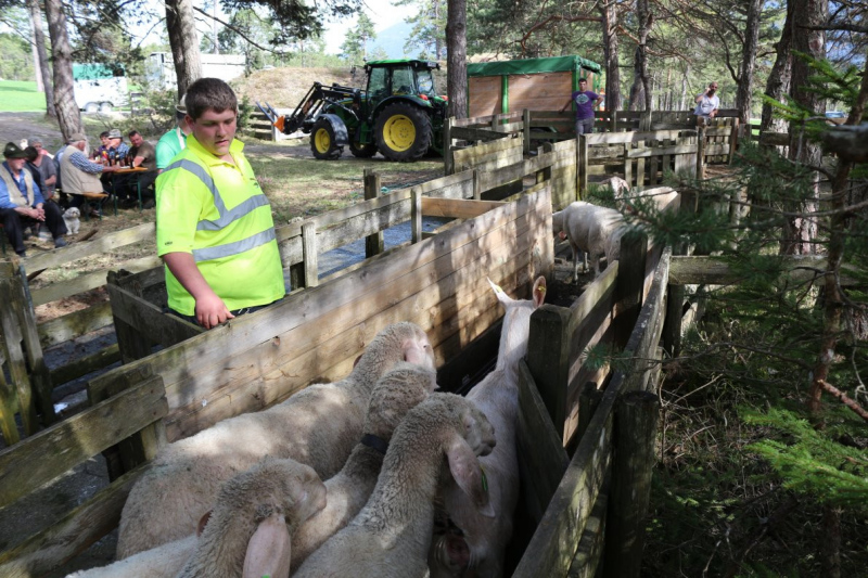 Obermieming – Schafbad schützt Schafe und Ziegen