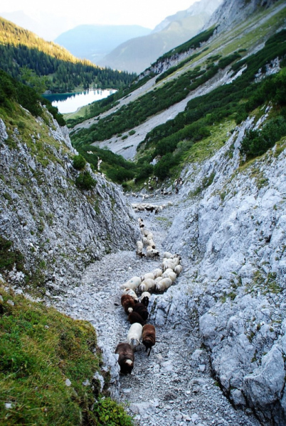 Schafschoad 2012 – Vom Seebensee nach Untermieming