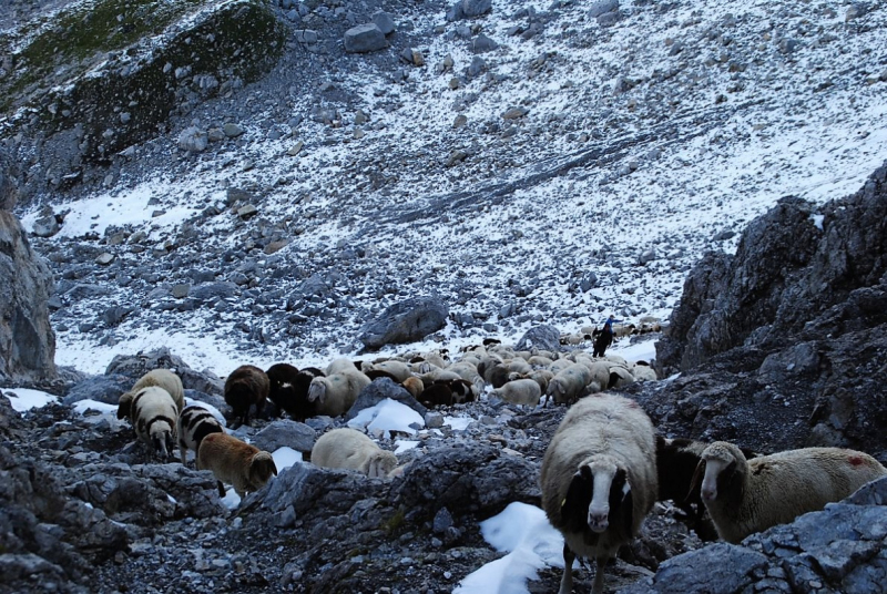 Schafschoad 2012 – Vom Seebensee nach Untermieming