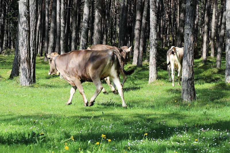 Vorberg Marienbergalpe – Viehauftrieb in Barwies