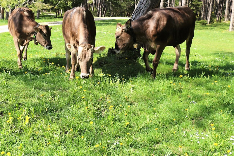 Vorberg Marienbergalpe – Viehauftrieb in Barwies