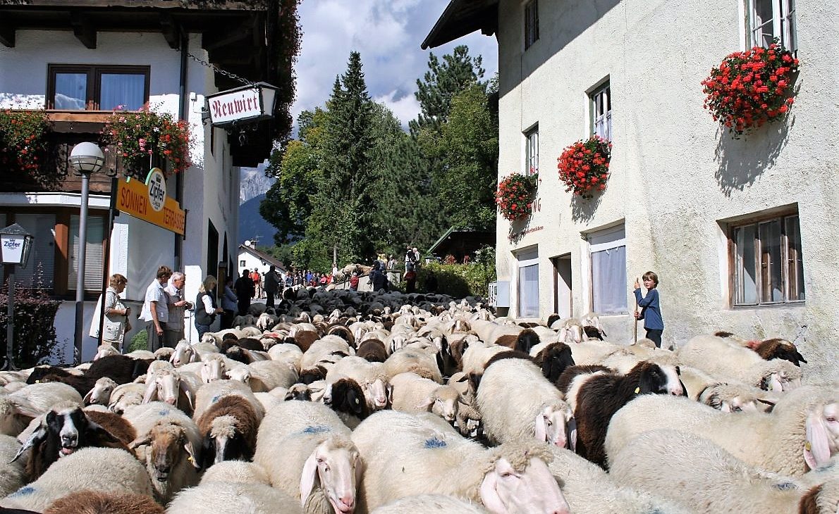 530 Schafe und Ziegen wurden auf ihre heimischen Koppeln geführt. (Foto: Knut Kuckel)