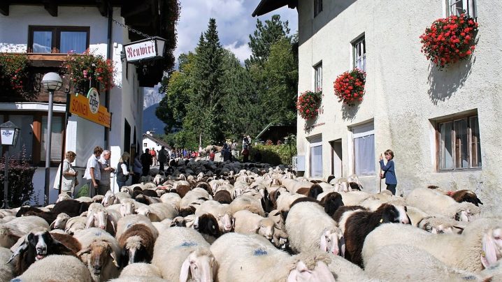 530 Schafe und Ziegen wurden auf ihre heimischen Koppeln geführt. (Foto: Knut Kuckel)