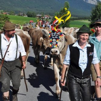 35 Kilometer sind die Hirten und ihr Vieh unterwegs, bis sie daheim, am Vorberg in Obermieming ankommen. (Foto: Knut Kuckel)