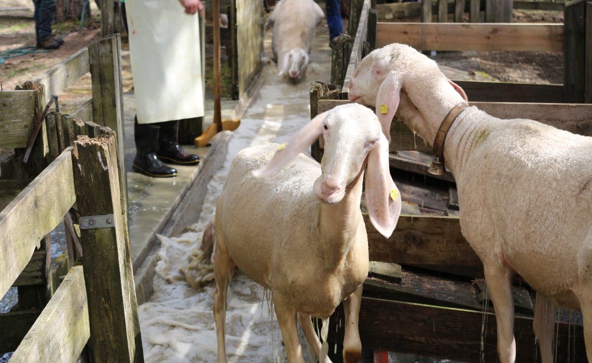 Bis zu 400 Schafe mit ihren Lämmern und ca. 20 Ziegen mit Kitzen mussten nach Obermiemig ins Frühjahrsschafbad. (Foto: Knut Kuckel)