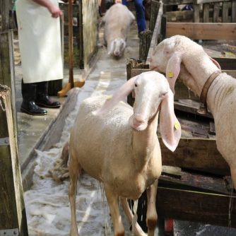 Bis zu 400 Schafe mit ihren Lämmern und ca. 20 Ziegen mit Kitzen mussten nach Obermiemig ins Frühjahrsschafbad. (Foto: Knut Kuckel)
