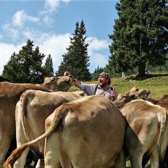Norbert Kluckners Milchkühe liefern im Almsommer mehr als 20-tausend Liter Milch und 500 Kilogramm Käse. (Foto: Knut Kuckel)