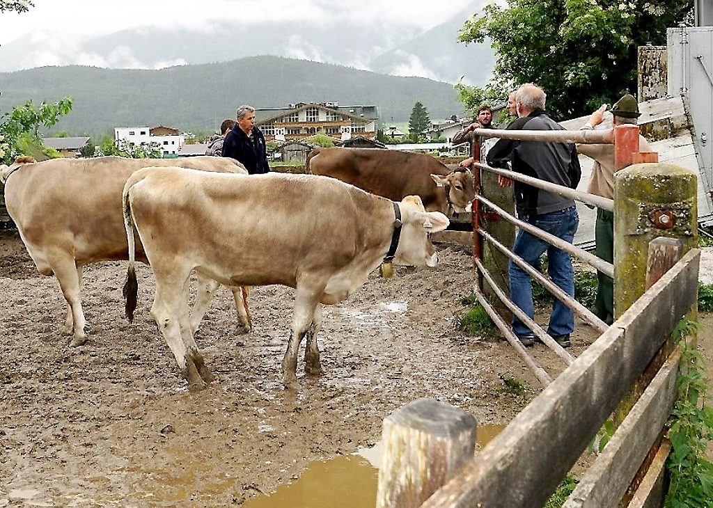 Mit dem Almviehtransporter kam das Vieh in drei Fuhren von Obermieming zur Feldernalm. Feldernalmhirt Fabio Riml empfängt die Ankömmlinge. (Foto: Andreas Fischer)