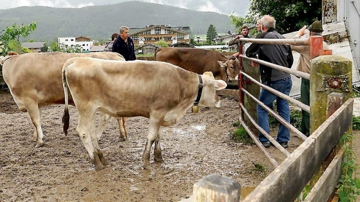 Mit dem Almviehtransporter kam das Vieh in drei Fuhren von Obermieming zur Feldernalm. Feldernalmhirt Fabio Riml empfängt die Ankömmlinge. (Foto: Andreas Fischer)