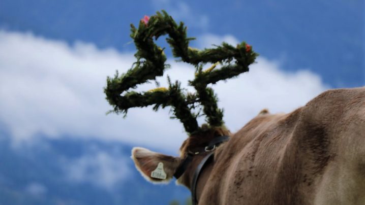 Zum letzten Mal wurde das Vieh beim Almabtrieb 2012 geschmückt. (Foto: Knut Kuckel)