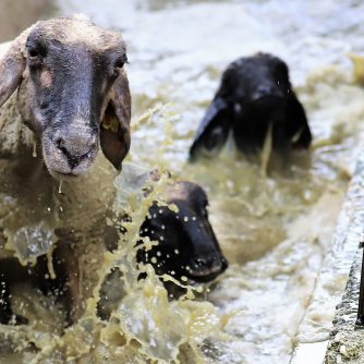 „Im Frühjahr sind es gut doppelt so viele Schafe und Ziegen", sagt Schafbademeister Dietmar Maurer. (Foto: Knut Kuckel)